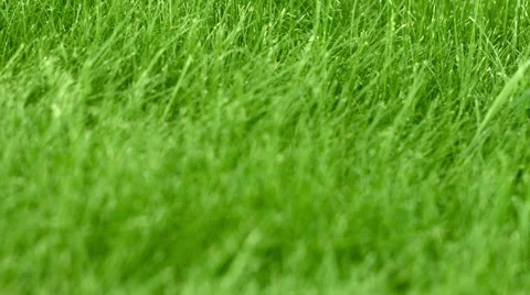 The grass on the lawn closeup Stock Footage 42937342