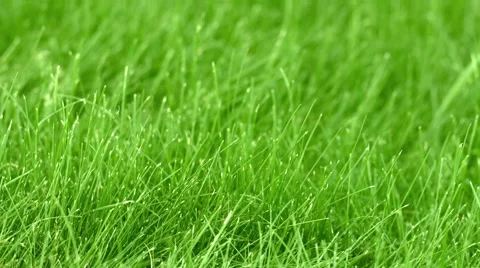 The grass on the lawn closeup Stock Footage 48336061