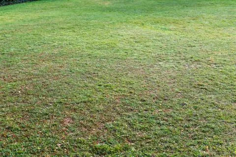 Grass lawn from elevated view with no people during day Stock Photos