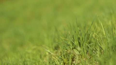 The grass on the lawn Stock Footage 50097375