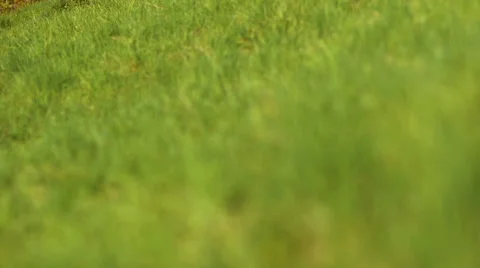 The grass on the lawn Stock Footage 50097406