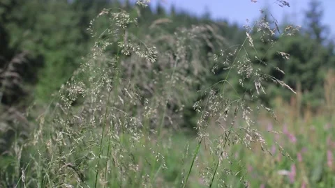 Grass on the lawn Video stock 158233001