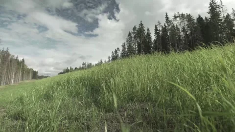 Grass, lawn, forest blue sky, white clouds Stock Footage 280969266