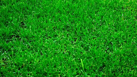 Grass lawn grows in the park. Selective focus. Stock Footage 224552731
