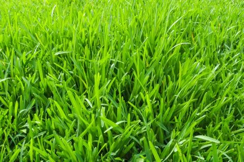 Grass Lawn Long Stock Photos