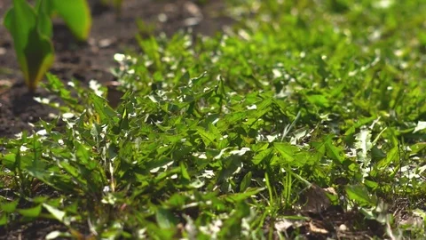 Grass on the lawn movement Stock Footage 89646585