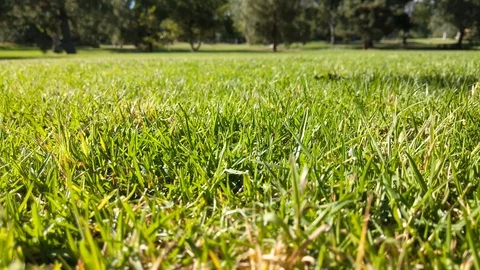 Grass Lawn panning left Stock Footage 104461525