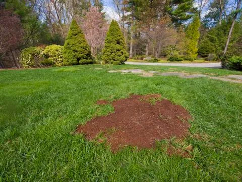 Grass lawn with a patch of new seeding Stock Photos