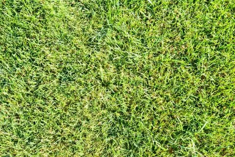 Grass lawn Stock Photos