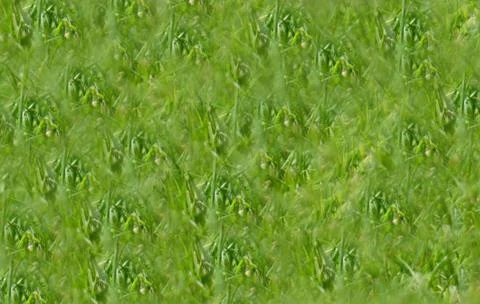 Grass on the lawn 写真素材