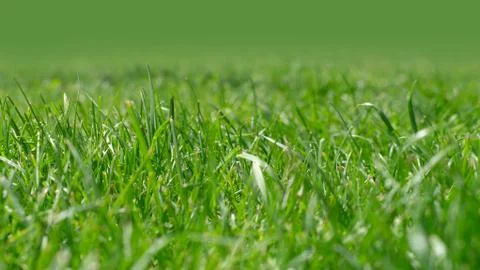 Grass on the lawn 写真素材