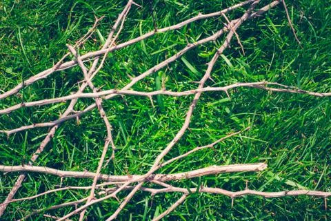 Grass on the lawn Stock Photos