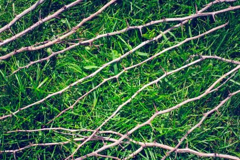 Grass on the lawn 写真素材