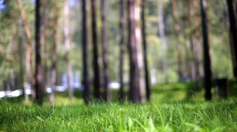 Grass lawn in a pine forest Stock Footage 68103598