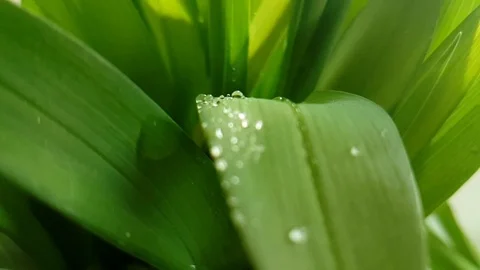Grass leaf drops of water slow-motion shooting, Video stock 88555185
