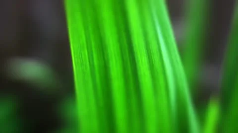 Grass leaf Video stock 10824313