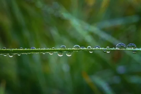 Grass leaf horizontally with colored drops on it, blurred natural background Stock Photos
