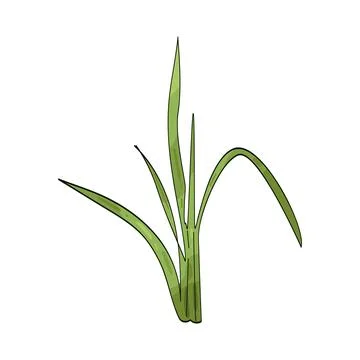 Grass leaf illustration Stock Illustration