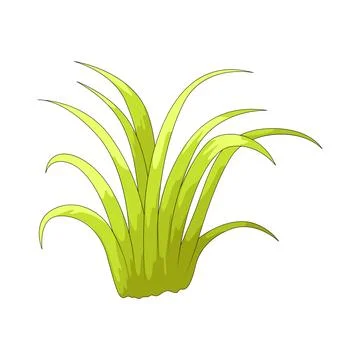 Grass leaf illustration Stock Illustration