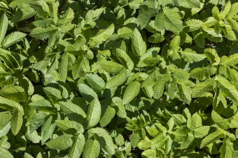 Grass leaf texture close up, green natural background for design. Stock Photos