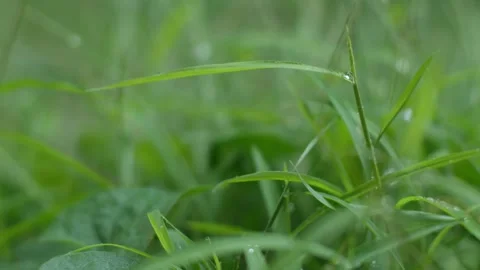 Grass leaf with water dew drop after rain. Stock Footage 308511998