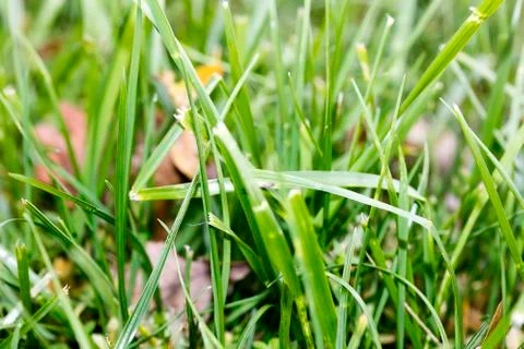 Grass leafs close up background high quality fifty megapixels prints Stock Photos
