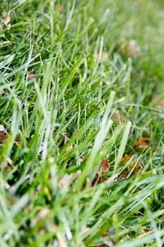 Grass leafs close up background high quality fifty megapixels prints Stock Photos