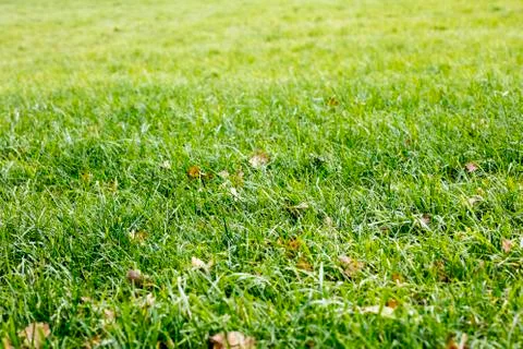 Grass leafs close up background high quality fifty megapixels prints Stock Photos