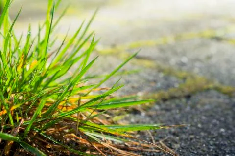 Grass leafs Stock Photos
