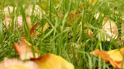 Grass with leaves with in autumn Stock Footage 42991171