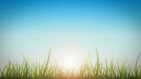 Grass Leaves On Beautiful Sky Background Loop Stock Footage 109616452