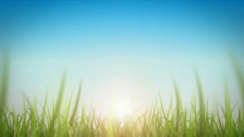 Grass Leaves On Beautiful Sky Background Loop Stock Footage 118526740