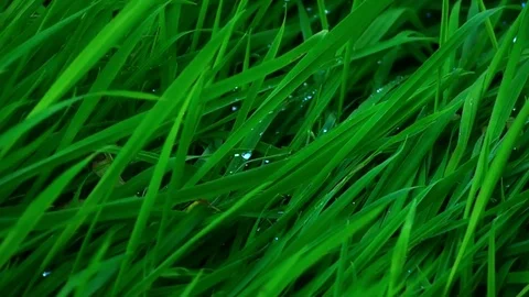 Grass leaves caressed by the wind Stock Footage 82660827