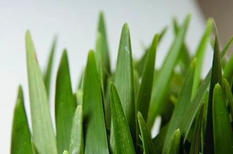 Grass Leaves Close Up Isolated on White Backdrop Foto stock