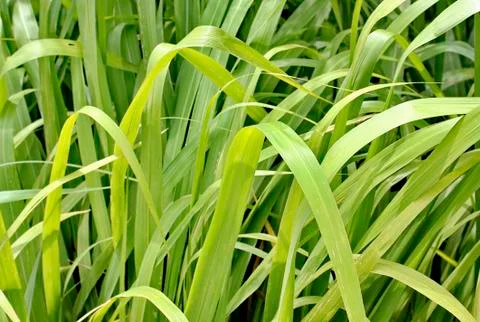 Grass leaves Stock Photos