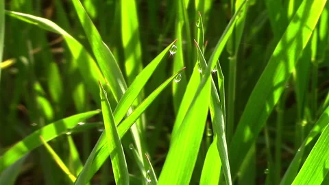 Grass leaves with raindrops close-up background. Stock Footage 130250491