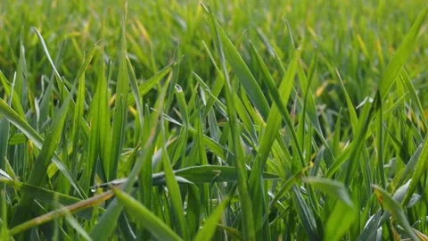 Grass Leaves Slow Motion 100 fps Stock Footage 234207355