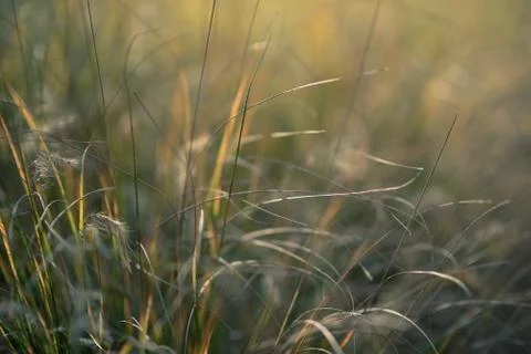 Grass leaves on sunset background Stock Photos