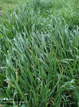 Grass leaves texture Stock Photos