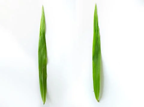 Grass leaves on white background Stock Photos