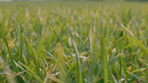 Grass Leaves In The Wind Slow Motion Stock Footage 234207356