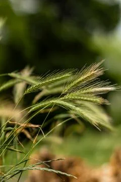 Grass lends its ears Stock Photos