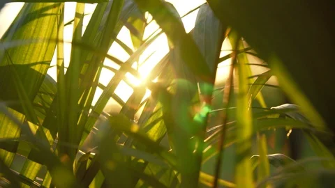 Grass With Lens Flare Stock Footage 129617506