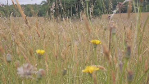 Grass level Vídeos de archivo 132748849