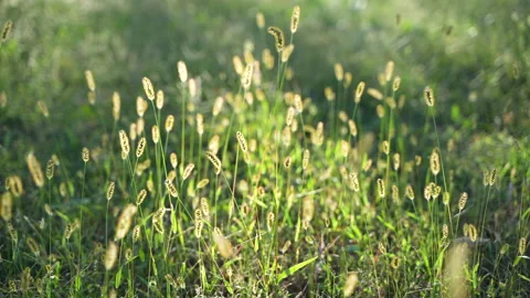 Grass light and shadow green meadow beautiful beautiful dreamy twilight Stock Footage 255657380