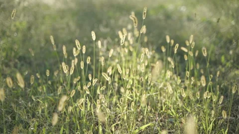 Grass light and shadow green meadow beautiful beautiful dreamy twilight Stock Footage 255657429