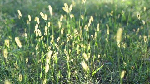 Grass light and shadow green meadow beauty sunset morning light and shadow Stock Footage 255658226