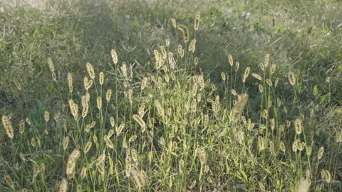 Grass light and shadow green meadow beauty sunset morning light and shadow Stock Footage 255687136