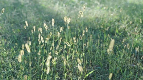 Grass light and shadow green meadow beauty sunset morning light and shadow Stock Footage 255688105
