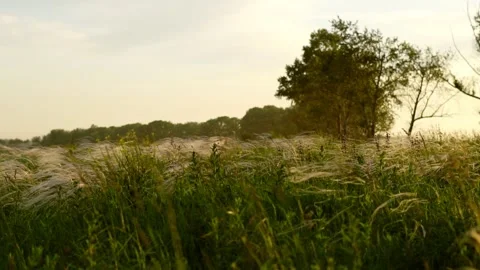 Grass in the light of the setting sun Stock Footage 133022099